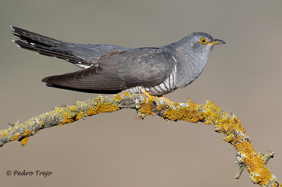 Cuco común (Cuculus canorus)